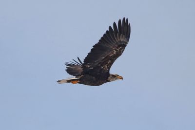 Close-up of eagle flying against clear sky