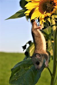 Close-up of rabbit on flower against sky