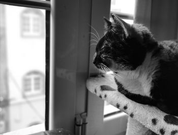 Cat looking through window at home