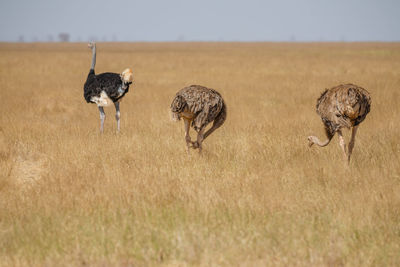 View of birds on field