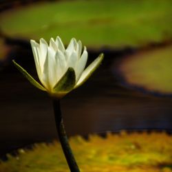 Close-up of flower against blurred background