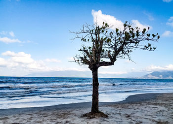 Tree on beach against sky