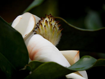 Close-up of honey bee on flower