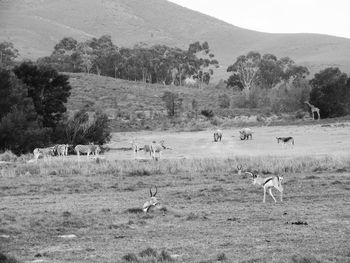 Flock of sheep in a field