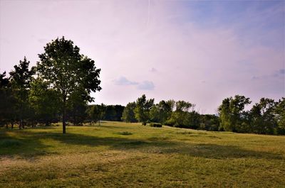 Trees on field against sky