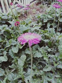 High angle view of pink flowering plant