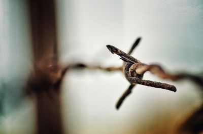 Close-up of rusty barbed wire