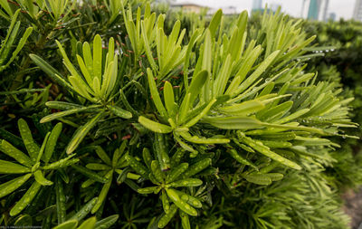 Close-up of fresh green plants