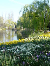 Close-up of flowers growing in lake