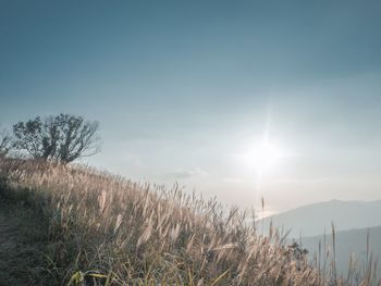 Scenic view of trees against clear sky