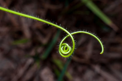 Close-up of fern