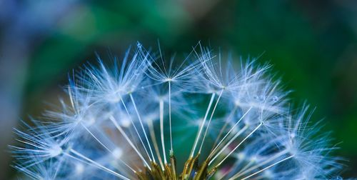 Close-up of dandelion against blurred background