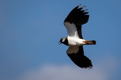 Low angle view of seagull flying against clear sky