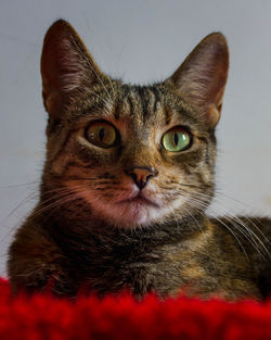 Close-up portrait of cat