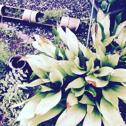 Full frame shot of plants