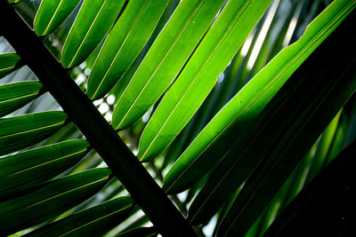 Close-up of green leaves