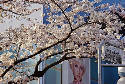 Low angle view of cherry blossoms