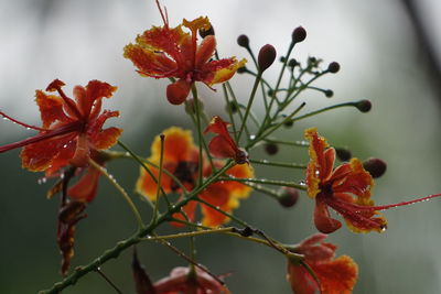 Close-up of red flowering plant