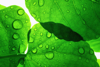 Close-up of raindrops on leaves