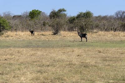 View of a waterbuck on field