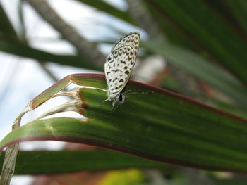 Close-up of butterfly on leaf