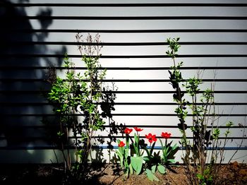 Plants against blurred background