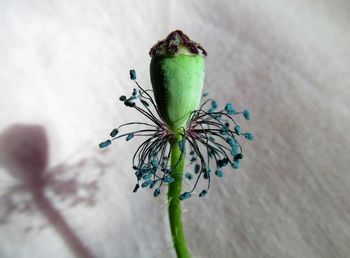 Close-up of potted plant on table