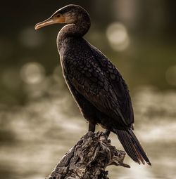 Close-up of bird perching on branch