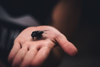 Cropped hand holding insect