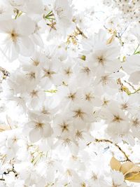 Close-up of white cherry blossom plants