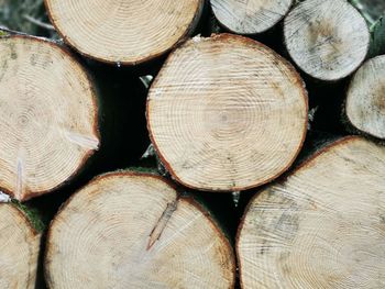 Full frame shot of logs in forest