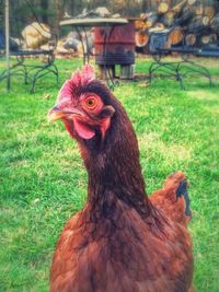 Close-up of rooster on field