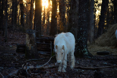 Horse standing on field in forest