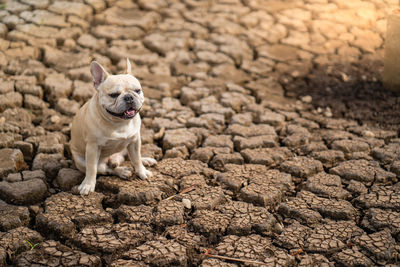 Cute french bulldog sitting on dry cracked ground at pond in summer.