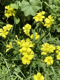 Close-up of yellow flowering plants on field