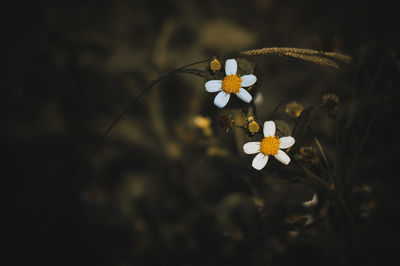 Close-up of white flowering plant