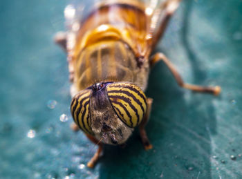 A macro-photo of a banded eyed fly resting in the shade at the local nature reserve