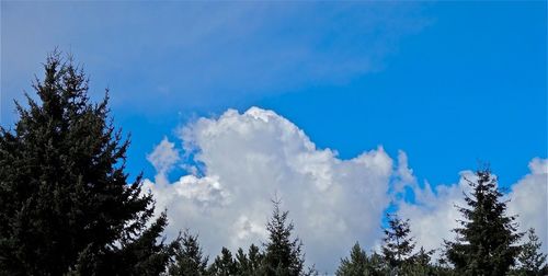 Low angle view of trees against blue sky