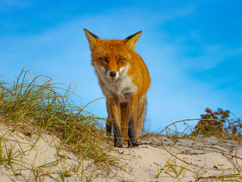 Portrait of a fox on ground