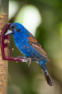 Close-up of a bird perching on a plant