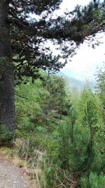 Trees growing in forest against sky