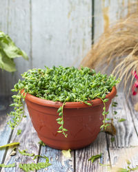 Potted plant on table