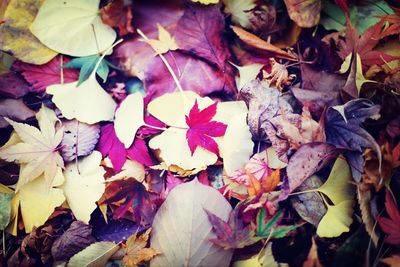 Leaves in autumn