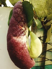 Close-up of green leaf