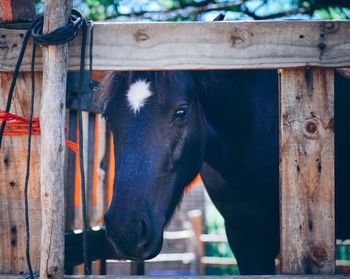 Close-up of horse