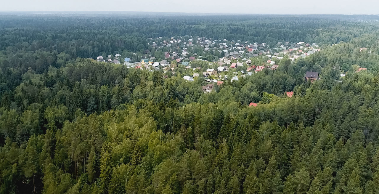 HIGH ANGLE VIEW OF PLANTS AND TREES GROWING IN FOREST