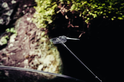 Close-up of an insect on car