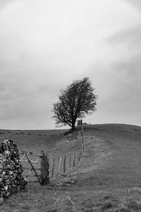 Tree on field against sky