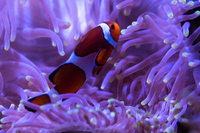 Close-up of fish swimming in sea