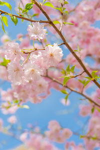 Close-up of cherry blossoms in spring